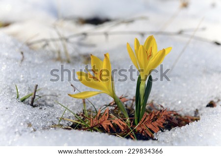 yellow snowdrops in the forest