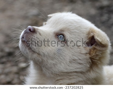cute golden  puppy