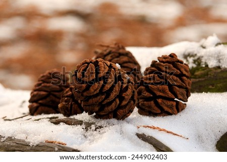 sequoia cones on snow