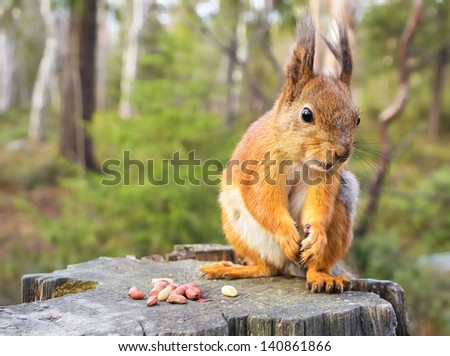 Squirrel with nuts and summer forest on background wild nature thematic (Sciurus vulgaris, rodent)