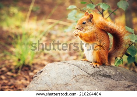 Squirrel red fur with nuts and summer forest on background wild nature animal thematic (Sciurus vulgaris, rodent)