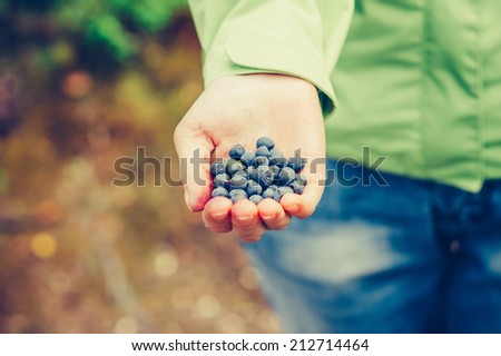 Blueberry fresh picked organic food in woman hand giving Healthy Lifestyle northern forest recreation