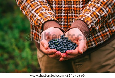 Blueberry fresh picked organic berries food in man hands Healthy Lifestyle northern forest recreation