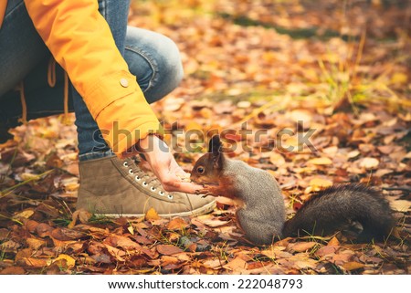 Squirrel eating nuts from woman hand and autumn leaves on background wild nature animal thematic (Sciurus vulgaris, rodent)
