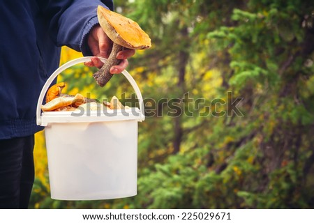 Man hand holding Mushroom pail fresh picked organic food healthy lifestyle forest nature on background
