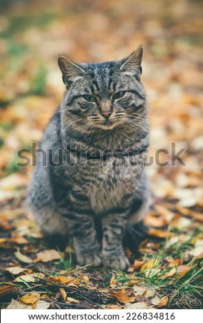 Gray Cat homeless sad emotions Outdoor Lifestyle and helping concept autumn leaves on background