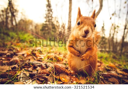 Squirrel red fur funny pets autumn forest on background wild nature animal thematic (Sciurus vulgaris, rodent)