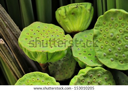 Lotus seeds are used extensively in medicine and desserts