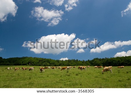 cows on green summer meadow and beautiful blue sky