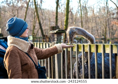 woman of the average years feeds ostrich in zoo