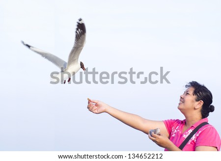 Flying seagull taking food from hand woman