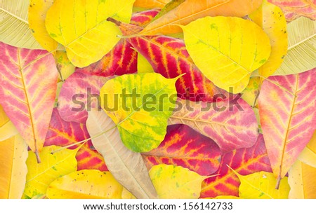 colorful leaves background filled full frame