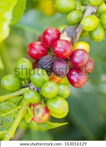 Unripe green coffee berries on the bush in North of thailand
