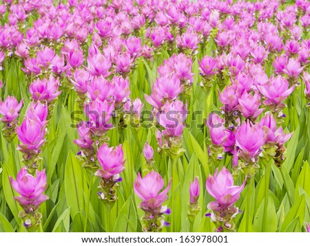 Siam tulip flowers field in garden
