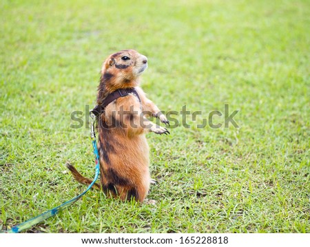 Prairie dog on lawn in garden
