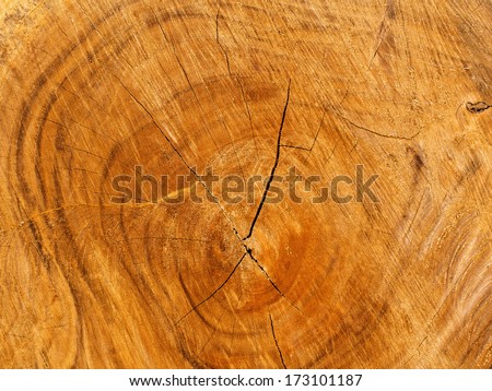 Close up cross section of tree trunk showing growth rings, texture
