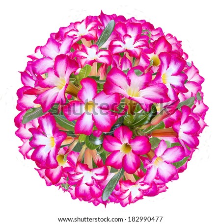 Flower ball, pink desert Rose, blooming isolated on white background