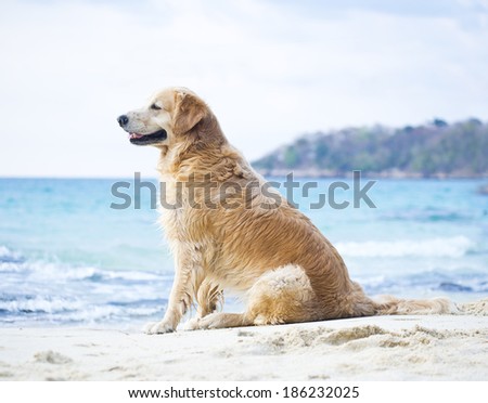 lonely dog on shore