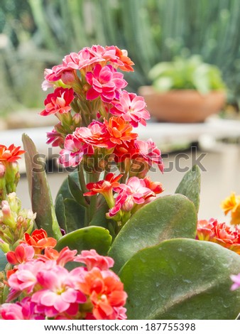 colorful cactus flower blooming in desert garden