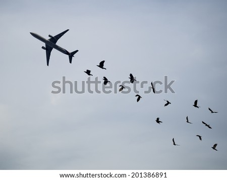 crows flying follow the plane in sky