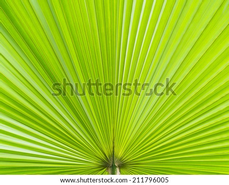 green leaf of palm filled full frame