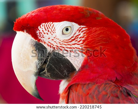 close up shot on eye of red macaw parrot bird