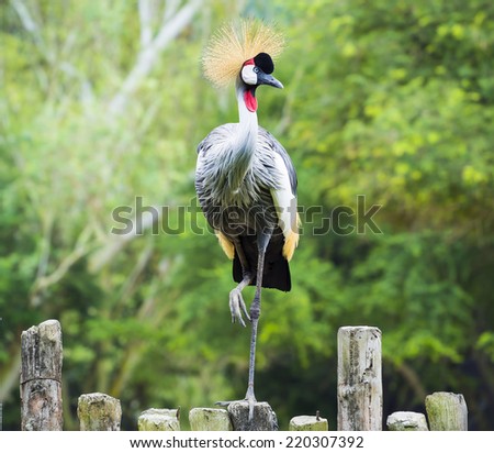 Beautiful Grey Crowned Crane bird, africa bird