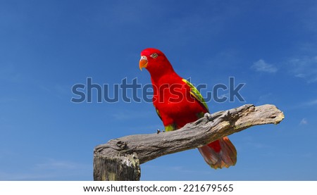 close up shot on eye of red parrot bird, outdoor shot