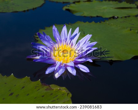 lotus flower and leaf on pond over water surface