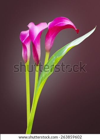 beautiful calla lily isolated, fresh flower for decoration