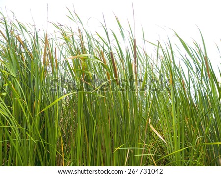 green grass meadow on white background