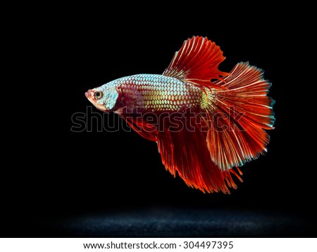 beautiful siam fighting fish on black, people feed it as a pet in aquatic hobby