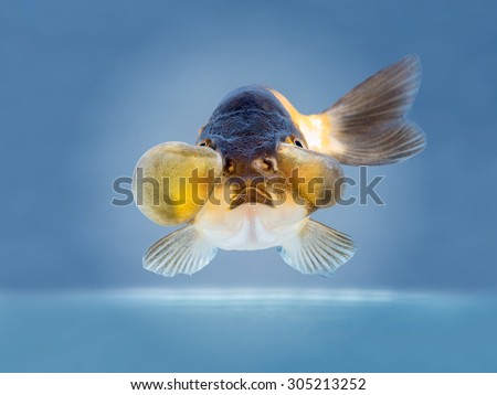 beautiful golden fish bubble eye on bright blue background, people feed them as a pet in aquatic hobby