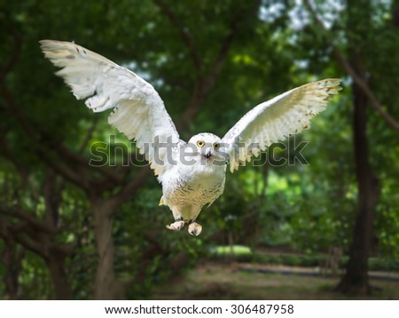 snow owl in flying action with wing full span, see at camera