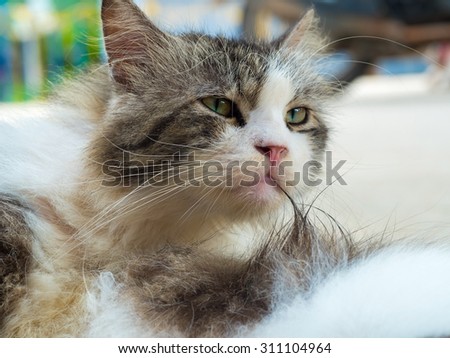 lovely cat on blur background, selective focus, persian cross breed with domestic cat