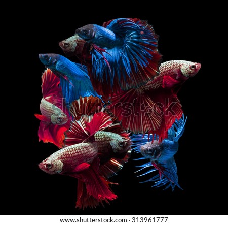 beautiful siamese fighting fish on black, people feed it as a pet in aquatic hobby