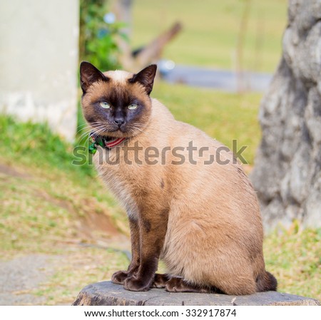 close up on Siamese cat named Moon Diamond or seal brown, also called Wichianmas on the blur background