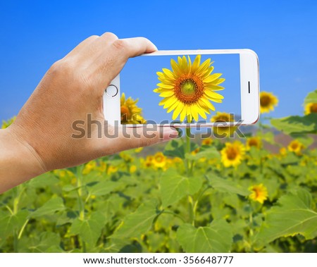 human\'s hand take a photo of sunflower on the agriculture farm