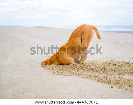 brown domestic dog hides its head in the sand hole, escape from failure concept