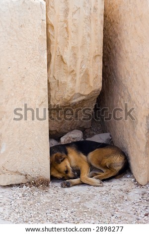 Dog sleeping in shadow under marble blocks