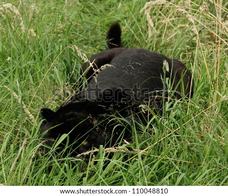 Black Jaguar Stalking Position - Low In Grass