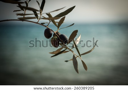 Olives on olive branch