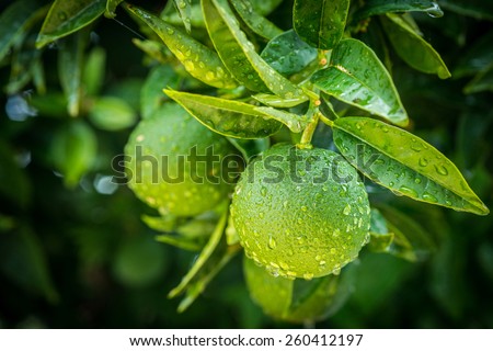 fresh green oranges on tree