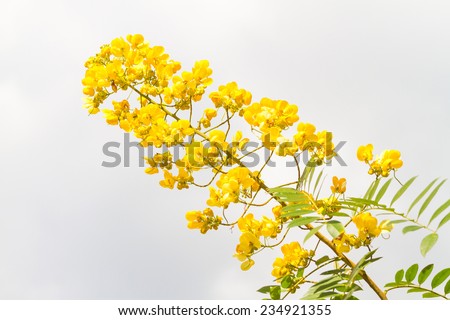 cassod tree, cassia siamea or siamese senna is yellow flower which is edible plant