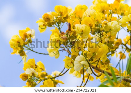 cassod tree, cassia siamea or siamese senna is yellow flower which is edible plant