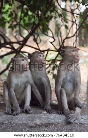 The three monkeys.