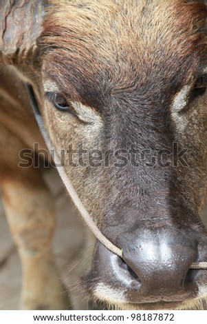Close-up to a buffalo face
