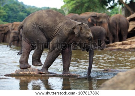 funny elephant baby in water, Pinnawala, Sri Lanka