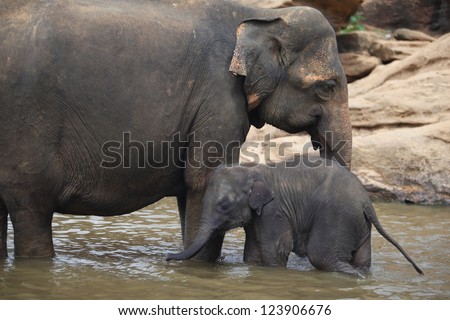 elephant baby and elephant mother, Pinnawala, Sri Lanka, Asia