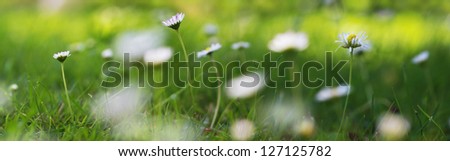 daisy flowers panorama